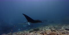 A wide shot of Nine Reef Manta Ray, Manta alfredi hovering over cleaner staions, being cleaned by cleaner fish.Note: how many Melanistic Mantas there are.