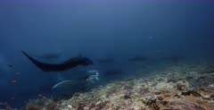 A wide shot of Nine Reef Manta Ray, Manta alfredi hovering over cleaner staions, being cleaned by cleaner fish.Note: how many Melanistic Mantas there are.
