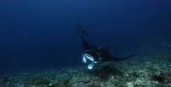 A wide shot of a melanistic Reef Manta Ray, Manta alfredi with its mouth open so that the gills are exposed to view and the Cleaner Wrasse can clean.