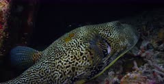 A Super Close Up, slow motion pan shot at night along the side of the whole body of a Map Puffer,Arothron mappa resting on a broken coral bed.