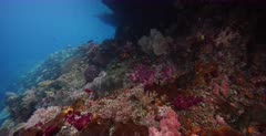 A wide tracking shot over a stunning coral reef covered in colorful pinks,peach and cream colored soft and hard corals, sponges,hydroids and reef fish.