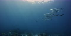 A wide shot with a large school of Blackfin Barracuda fish, Sphyraena qenie  with  Blue and yellow fusiliers, blueback fusilier,Yellowback Fusilier,Caesio teres swimming infront of them.