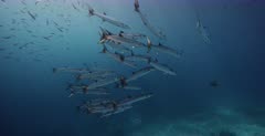 A school of Blackfin Barracuda fish, Sphyraena qenie  hang in the blue ocean while a school of Anchovy, Stolephorus indicus swim above them.