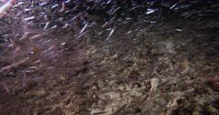 A close up shot at night of hundreds of glistening  Anchovy, Stolephorus indicus so thick that one can hardly see the Emperor Fish behind them.