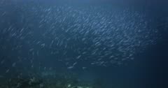 A wide shot of a large school of  Bluestreak Fusilier fish, Pterocaesio tile swimming downwards in a curtain of fish.