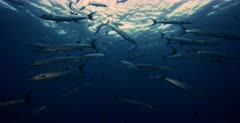 A Close up slow motion shot of a school of Blackfin Barracuda fish, Sphyraena qenie swimming towards the camera.
