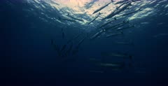 A wide slow motion shot of a school of Blackfin Barracuda fish, Sphyraena qenie