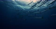 A Close up slow motion shot of a school of Blackfin Barracuda fish, Sphyraena qenie swimming towards the camera.