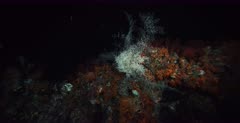A wide, night shot of a Basket star, Gorgonocephalus arcticus moving its arms.