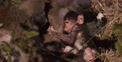 Extreme CU of a new born baby Baboon staying  close to mom ,while dad lifts his leg to expose his penis.