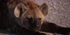 A CU shot of a laying down, fatigued Spotted Hyena pups face