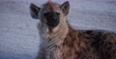 A CU shot of a Spotted Hyena pup laying down shaking its head to frighten the flies away.