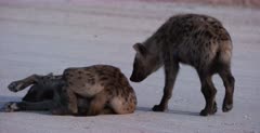 A CU shot of a Spotted Hyena pup who limps with a sore foot and meets up with mom who is covered in flies.
