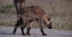 A CU shot of a Spotted Hyena pup who limps with a sore foot, while following mom