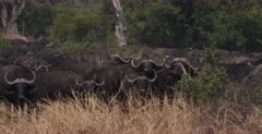 A wide shot of a huge herd of buffalo standing their ground against the approaching lion.