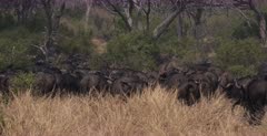 A wide shot of a huge herd of buffalo moving away from the lion
