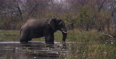 Medium wide side view shot of an Elephant standing in the river spraying itself with water to cool off.