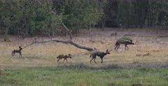 Wide shot of Juvenile Wild dogs following their Adults on a hunt.