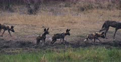 Medium Wide shot of Juvenile Wild dogs following their Adults on a hunt.