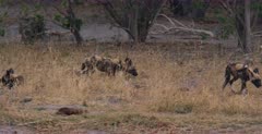 CU shot of Juvenile Wild dogs following their Adults on a hunt.