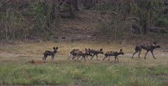 Wide shot of Juvenile Wild dogs following their Adults on a hunt.