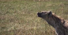 CU shot of an Adult Spotted Hyena sniffing the air to pick up any scents.