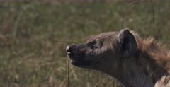 CU shot of  the face of an Adult Spotted Hyena sniffing the air to pick up any scents.