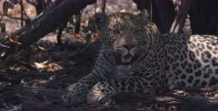 CU shot of a male Leopards face and upper body panting in the heat.