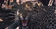 CU front view shot of a male Leopards face looking attentively at the camera, hissing and growling.