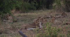 A CU shot of Lionesses and their cubs waking up, stretching and then walking off to hunt.