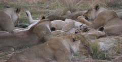 A medium wide shot of a pride of Lionesses and their cubs waking up,licking and grooming. Two lionesses cuddling
