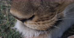 Extreme close up of the nose and closed mouth of a lion.