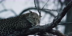A CU shot of a Leopard upper body, resting after its kill, on a tree branch.