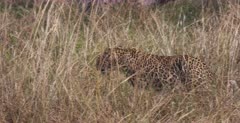 A CU tracking side view shot of a Leopard, walking in the grass, heading towards the river which it wants to cross.