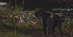 A CU tracking side view shot of a Leopard, reaching the river and cautiously checking where it can drink and then cross the water.