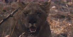 CU shot of the bloody face of a tired lion cub that is taking a break from eating the Elephant kill.