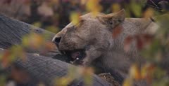 CU shot of a Lioness struggling to bite the tough skin on an Elephant kill. Note the flies.