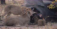 CU shot of a Lioness growing and bearing her teeth and giving a warning bite to a cub who is eating too close to her on an Elephant kill.