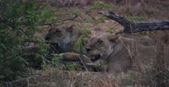 CU shot of two Lionesses showing aggression after chasing the buffalo kill which they are about to bite open to eat.