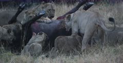 A medium wide shot of a large pride of tired Lionesses and their cubs struggling to kill the Buffalo they have just caught despite its genitals already having been eaten off the Buffalo is still alive and kicking.