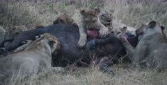 A CU shot of a large pride of tired Lionesses and their cubs struggling to kill the Buffalo they have just caught despite its genitals already having been eaten off the Buffalo is still alive and kicking.