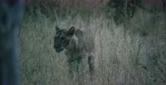A CU shot of an injured,skinny, tired teenage Lion cub limping towards the recent prides  kill.