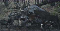 A CU shot of two Spotted Hyena,Laughing Hyena chewing the bones and carcass of a dead Elephant kill.