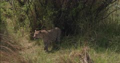 A medium wide,tracking shot of a Leopard cautiously emerging from the long grass where it was hiding and resting, passing in front of the camera