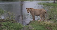 CU side view shot of an Adult Lioness at the river looking towards the camera