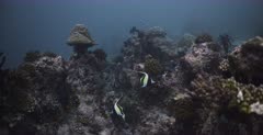 A tracking shot of three Wimple Fish and a White Tip reef Shark in the background.