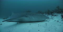 CU Side view shot of a Nurse Shark laying on the sandy sea bed breathing through its gills.