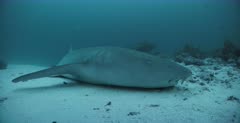 CU Side view shot of a Nurse Shark's upper body laying on the sandy sea bed breathing through its gills.