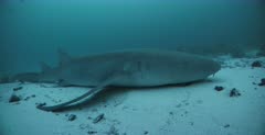 CU shot of  the whole body of a  Nurse Shark's laying on the sandy sea bed breathing through its gills.