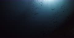A wide shot of a Silhouettes of Grey reef sharks and other reef fish swimming above the reef.